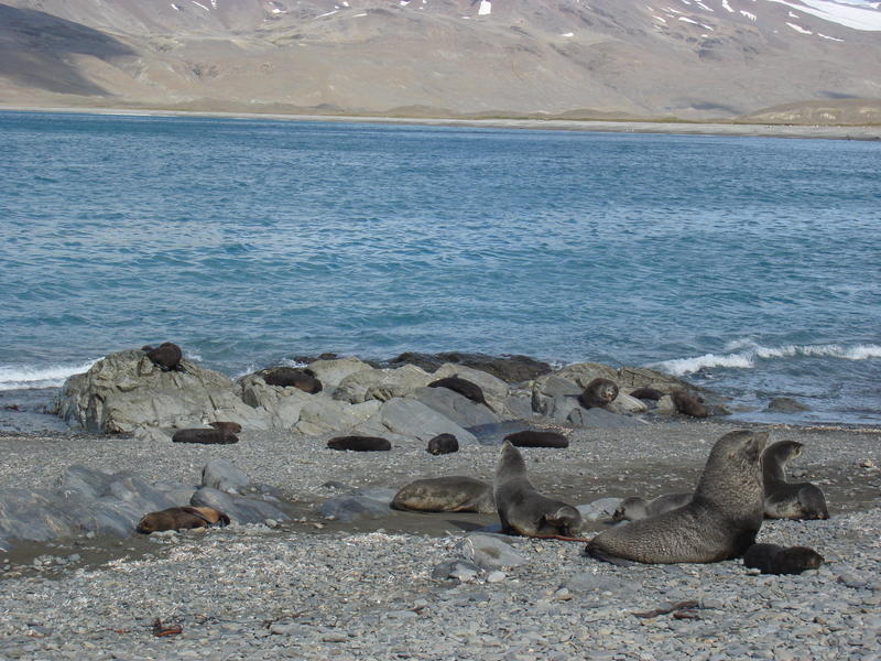 Fur_Seals005