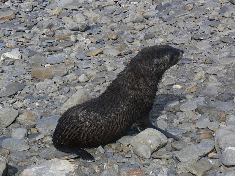 Fur_Seals011