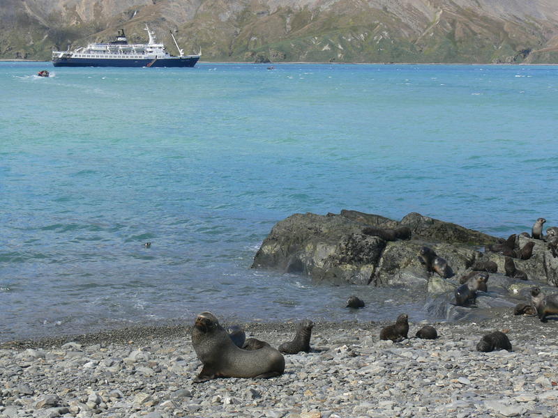Fur_Seals012