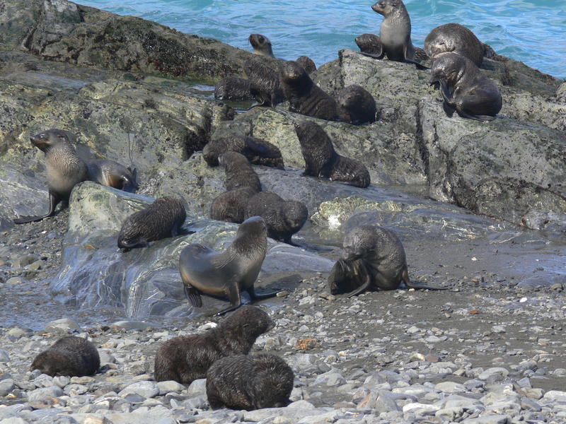 Fur_Seals013