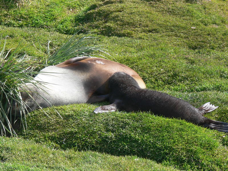 Fur_Seals017