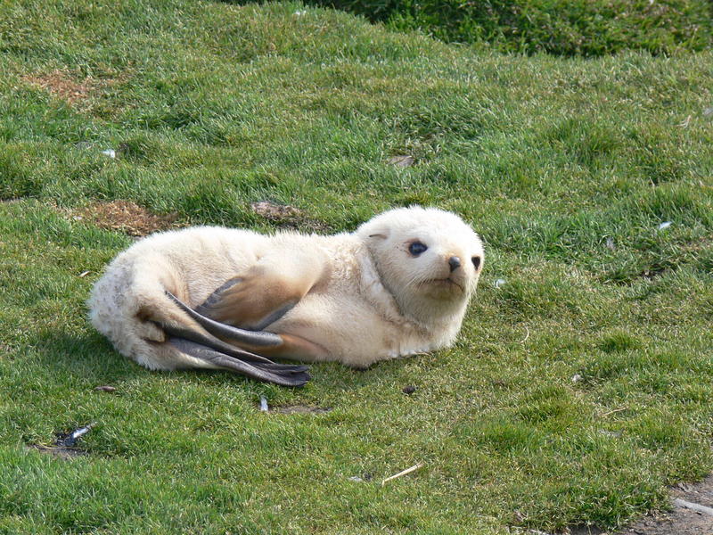 Fur_Seals020
