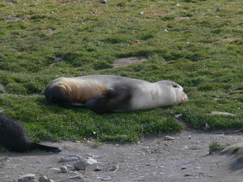 Fur_Seals021