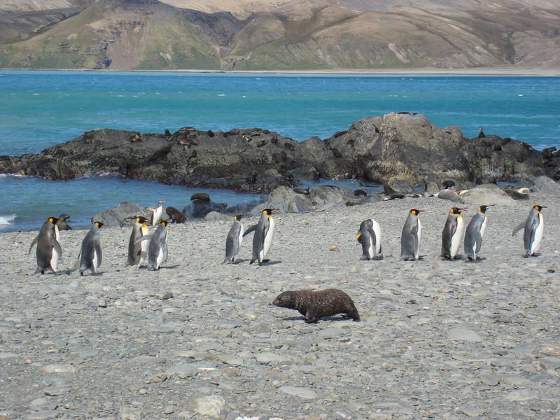 King_Penguins002