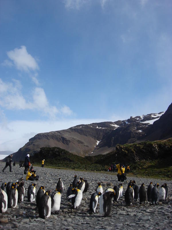King_Penguins003