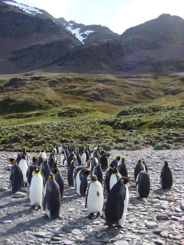 King_Penguins004