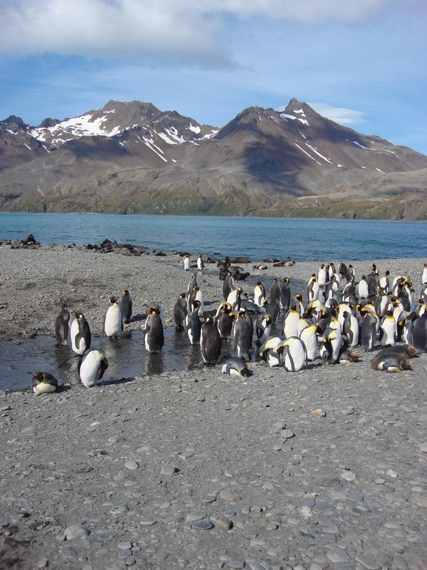 King_Penguins007