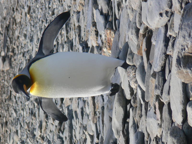 King_Penguins009