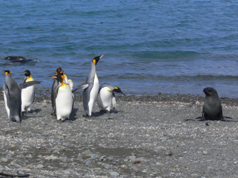 King_Penguins015