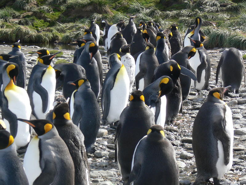 King_Penguins018
