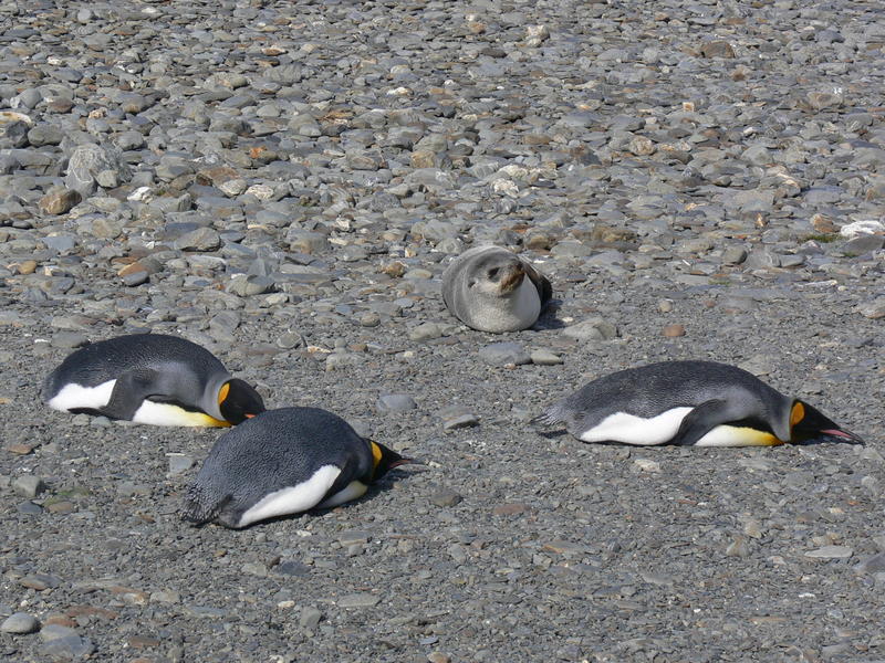King_Penguins022