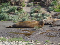 Elephant_Seals03