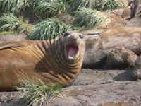 Elephant_Seals04