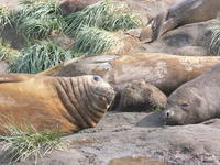 Elephant_Seals06