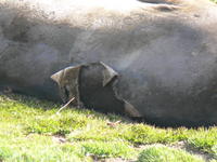 Elephant_Seals09