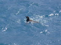 Fortuna_Bay045