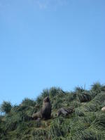 Fur_Seals002