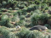 Fur_Seals003