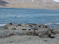 Fur_Seals005