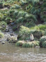 Fur_Seals006