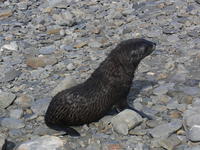 Fur_Seals011