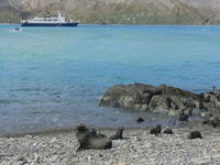 Fur_Seals012