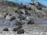 Fur_Seals013