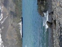 Fur_Seals014