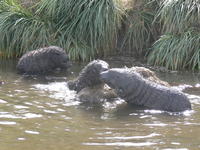 Fur_Seals015