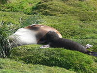 Fur_Seals017