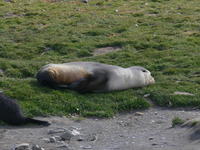 Fur_Seals021