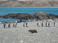 King_Penguins002