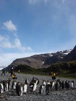 King_Penguins003