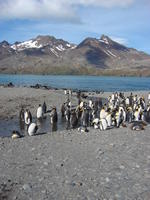 King_Penguins007