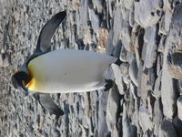 King_Penguins009