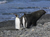 King_Penguins011
