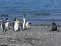 King_Penguins015