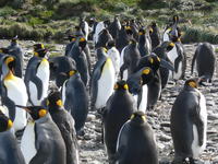 King_Penguins018
