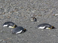 King_Penguins022