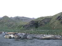 Gold_Harbour004