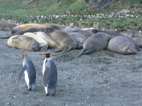 Gold_Harbour005