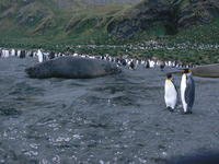 Gold_Harbour008