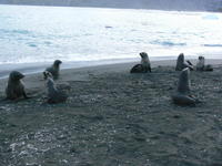 Gold_Harbour009