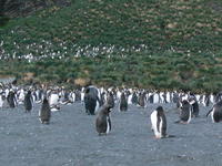 Gold_Harbour010