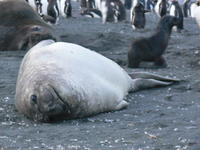 Gold_Harbour011