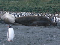 Gold_Harbour012