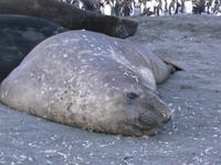 Gold_Harbour014