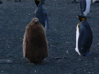 Gold_Harbour025