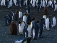 Gold_Harbour027