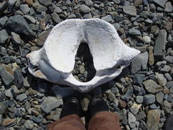 Grytviken002